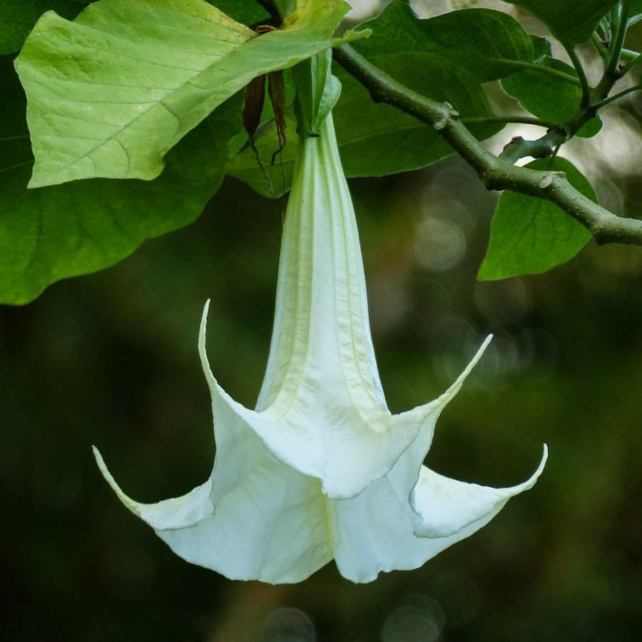 אל פאסו Bungalow La Datura מראה חיצוני תמונה